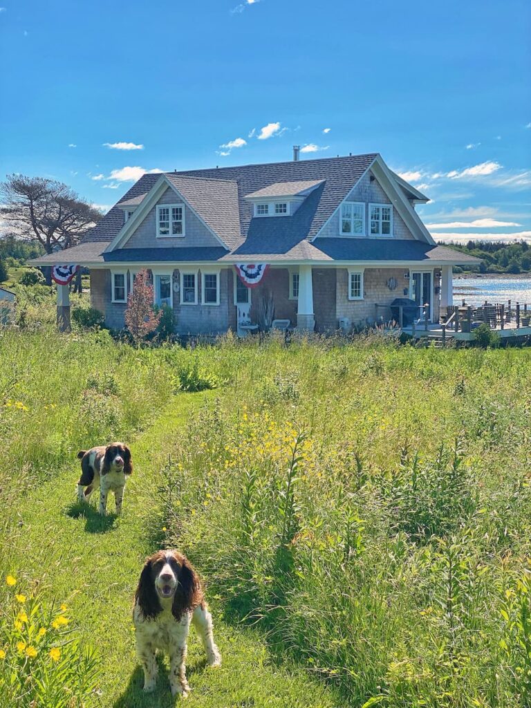 Dogs in a field with house and water