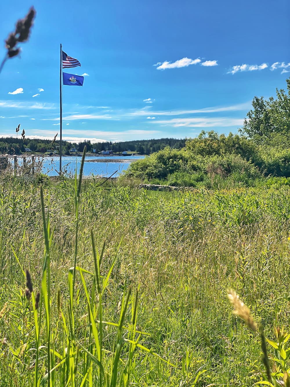 Natural landscape: Our Coastal Maine Wildflower Meadow - Molly in Maine