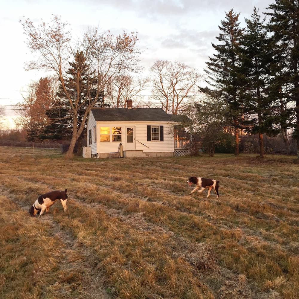 Field with dogs and a cottage
