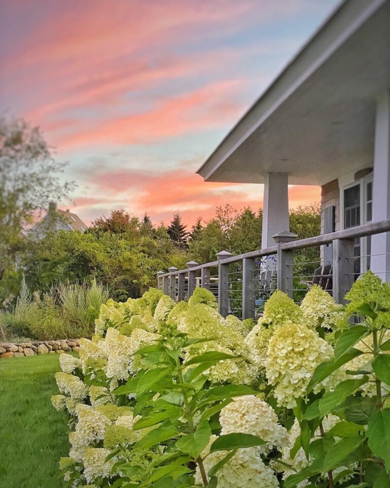 How To Grow Limelight Hydrangeas For Beauty All Year Molly in Maine