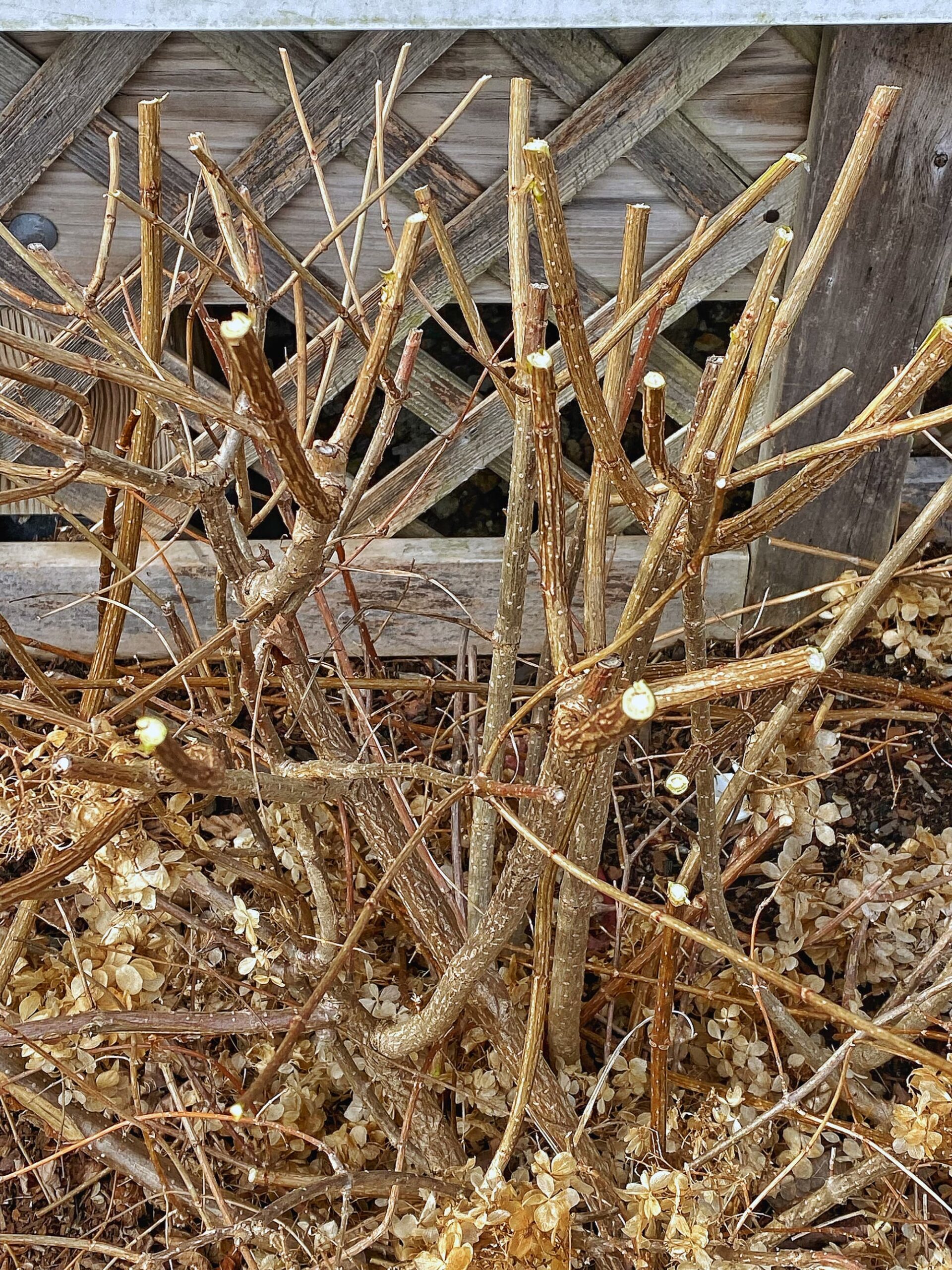 How To Grow Limelight Hydrangeas For Beauty All Year Molly in Maine