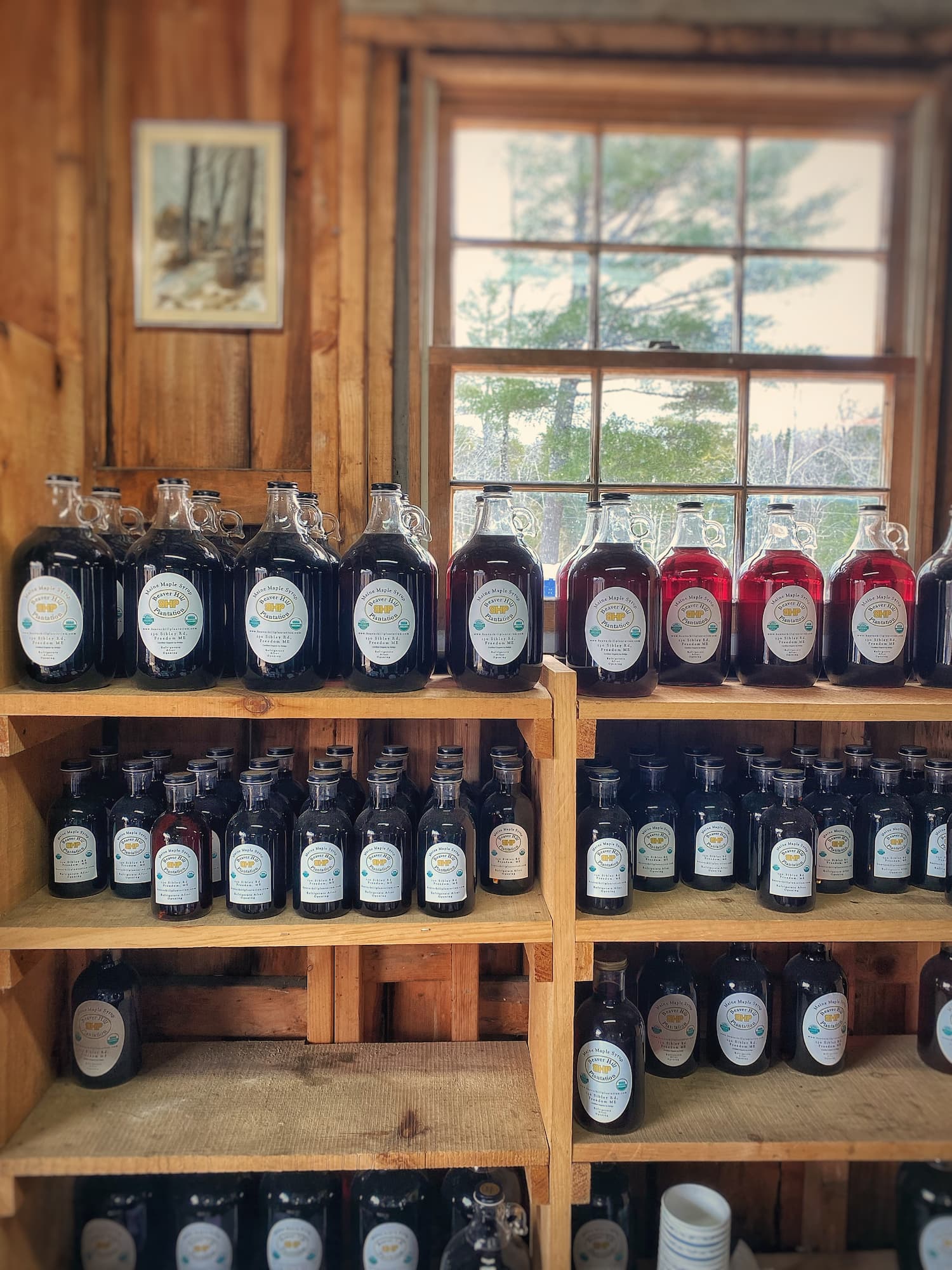 I'm Sweet On Maine Maple Syrup Season Molly in Maine