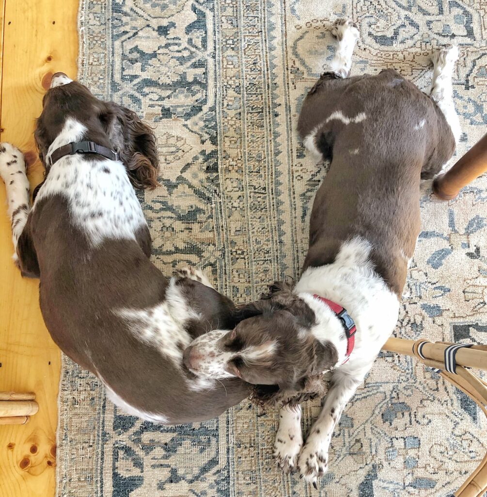 Dog with puppies. English Pointer and young dogs. Puppies suck