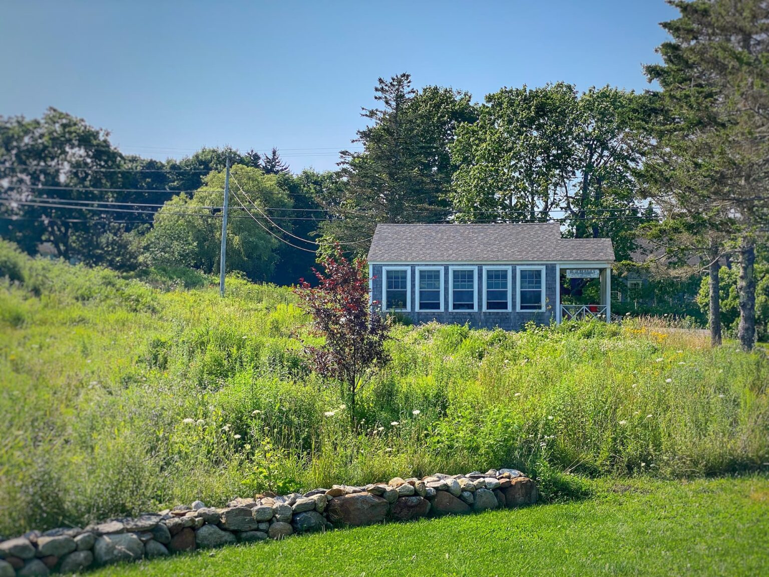 Enjoying My Maine Coastal Cottage Midsummer Gardens Molly in Maine