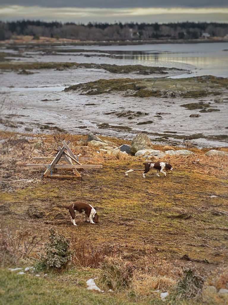 Dogs on waterfront lawn in winter in Maine