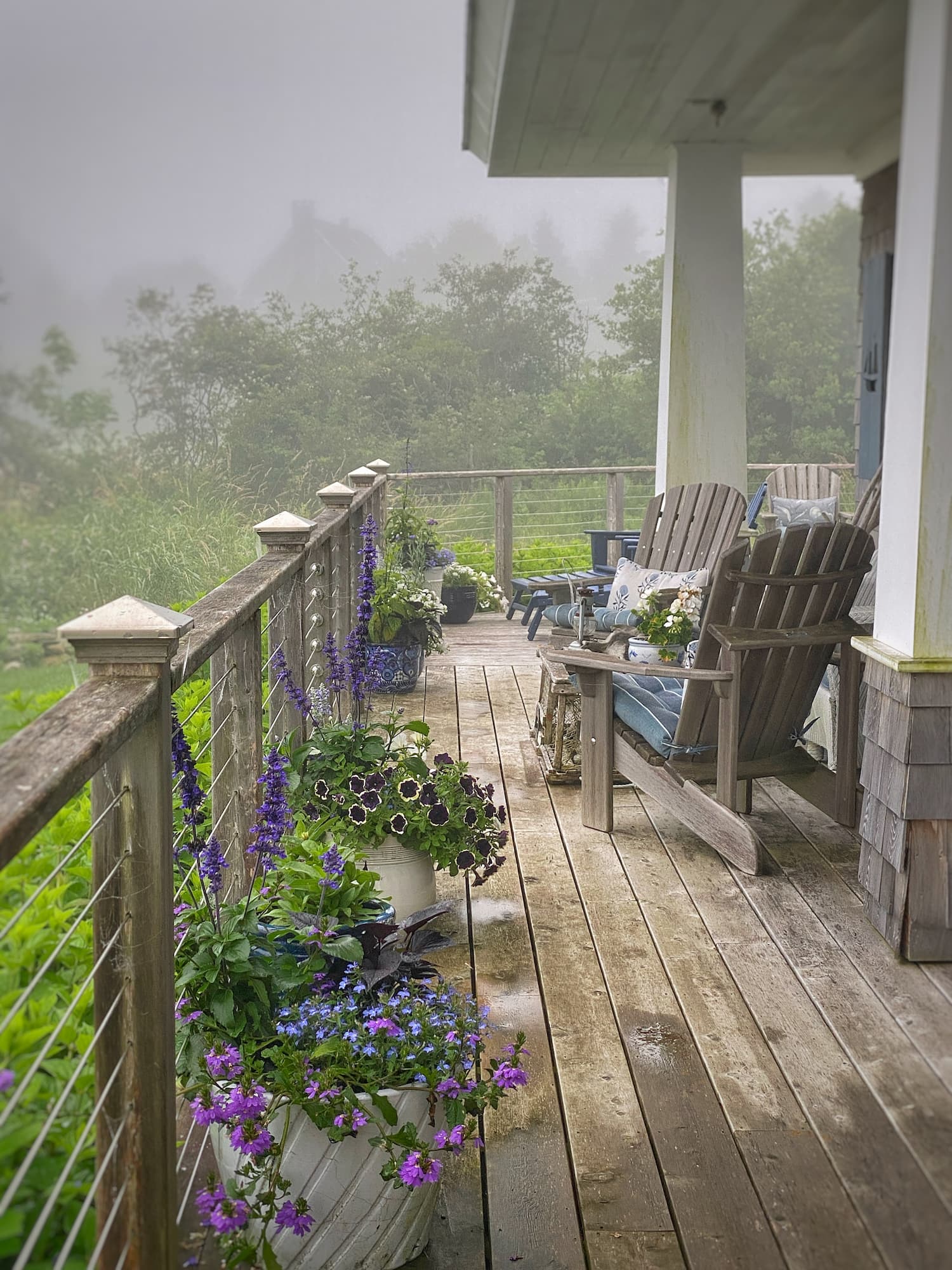 Potted blue and white annual plants on a foggy day on the coast of Maine