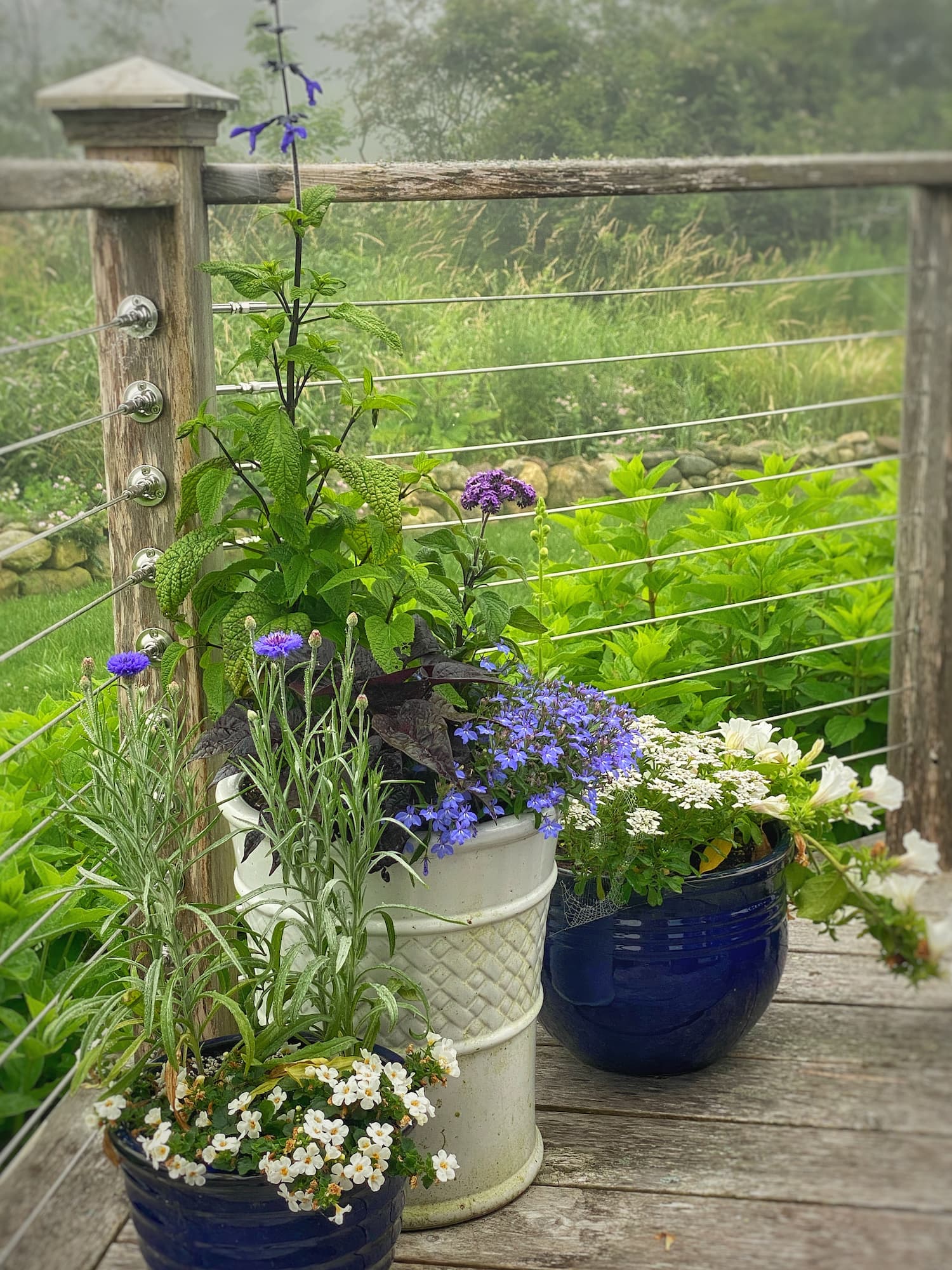 16 Easy-Care Annuals for Your Blue and White Garden and Pots - Molly in ...