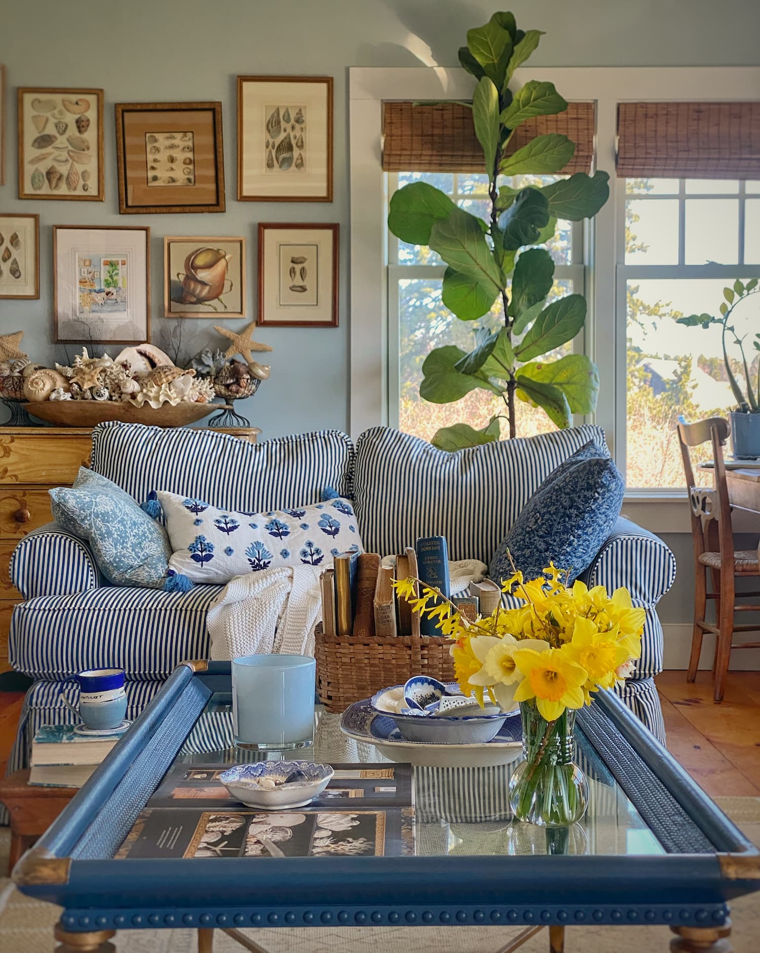 Coastal New England living room with a blue and white striped sofa, layered pillows, a glass coffee table styled with books and yellow daffodils, a fiddle leaf fig by sunlit windows, and a gallery wall of shell artwork above a dresser filled with collected seashells.