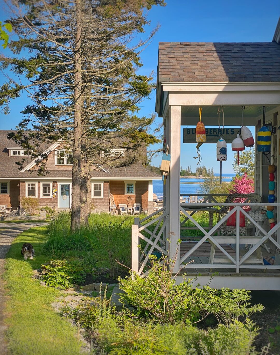 Looking Ahead to Summer on the Maine Coast - Molly in Maine