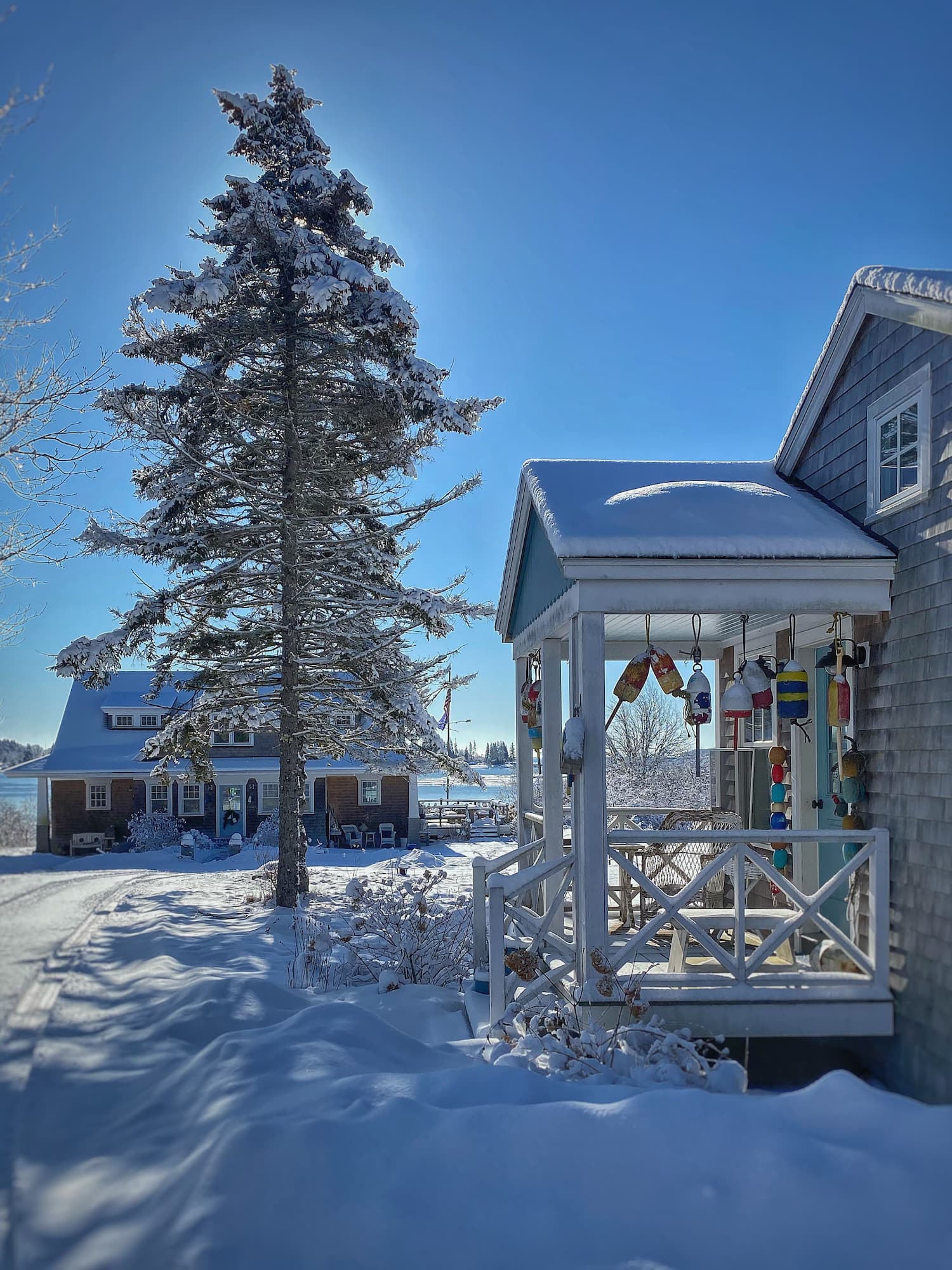 Snow-covered seaside Maine cottage with lobster buoys hanging on a porch and a tall pine tree after a late winter snowfall.