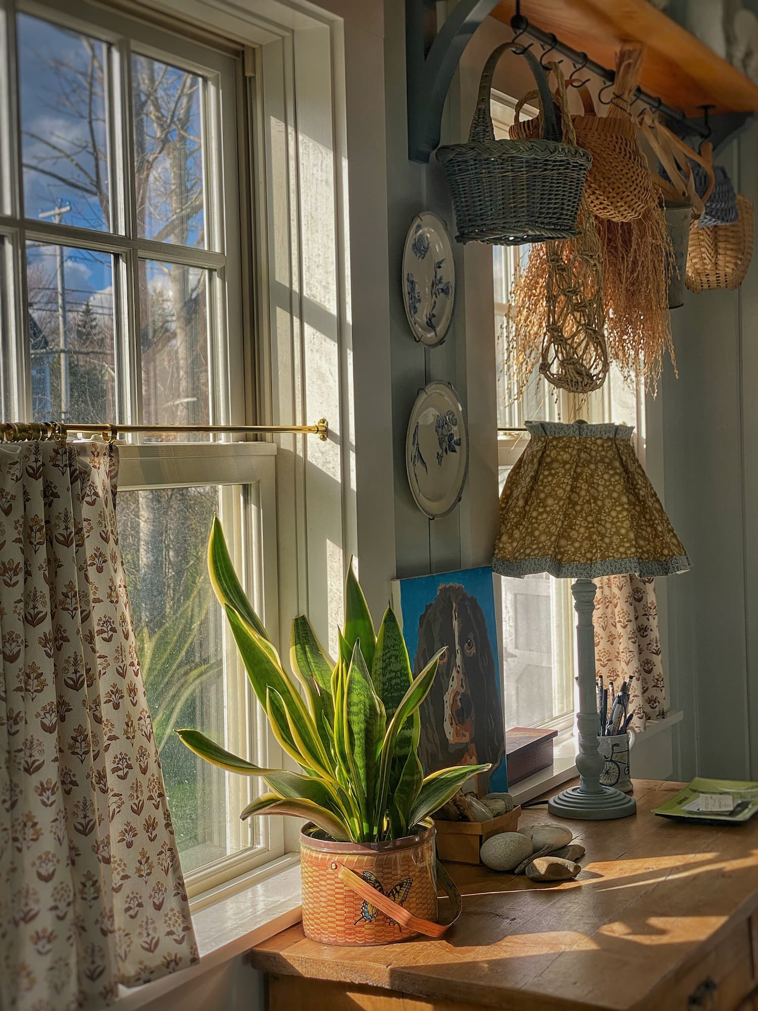 Sunlit coastal Maine mudroom with cafe curtains, hanging baskets, a patterned lampshade, antique blue and white plates, and a snake plant beside a painted portrait of a Springer Spaniel.