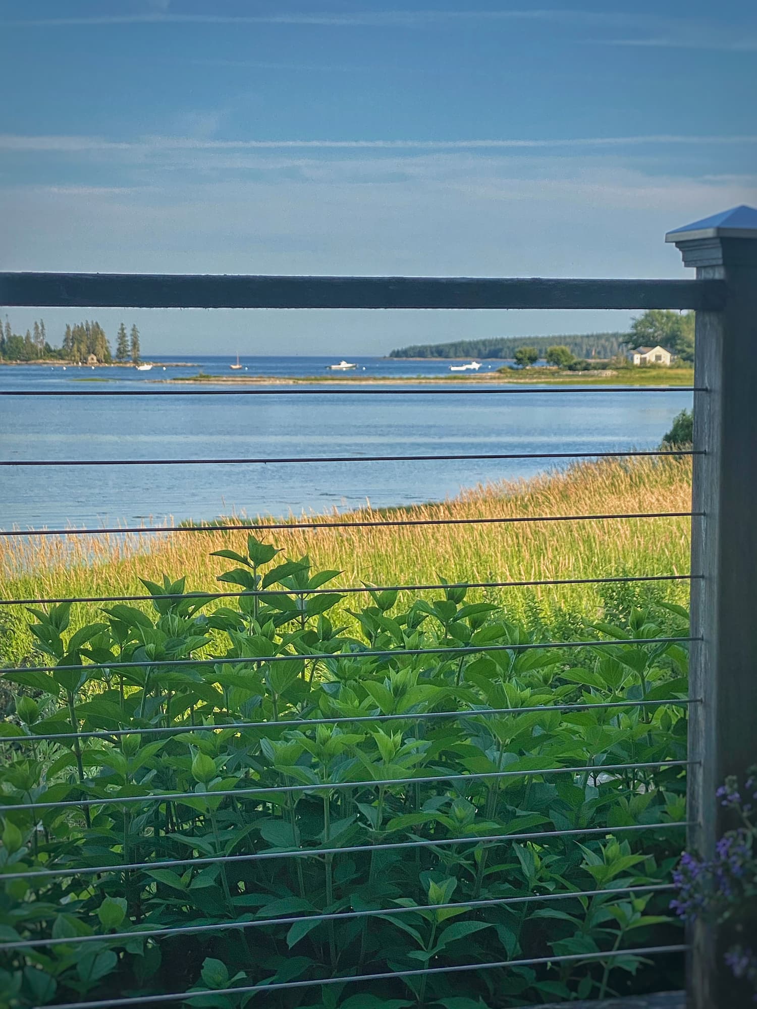 View from a porch overlooking a small Maine harbor, with green limelight hydrangeas, golden marsh grass, blue water, and a distant shoreline beneath a summer sky.