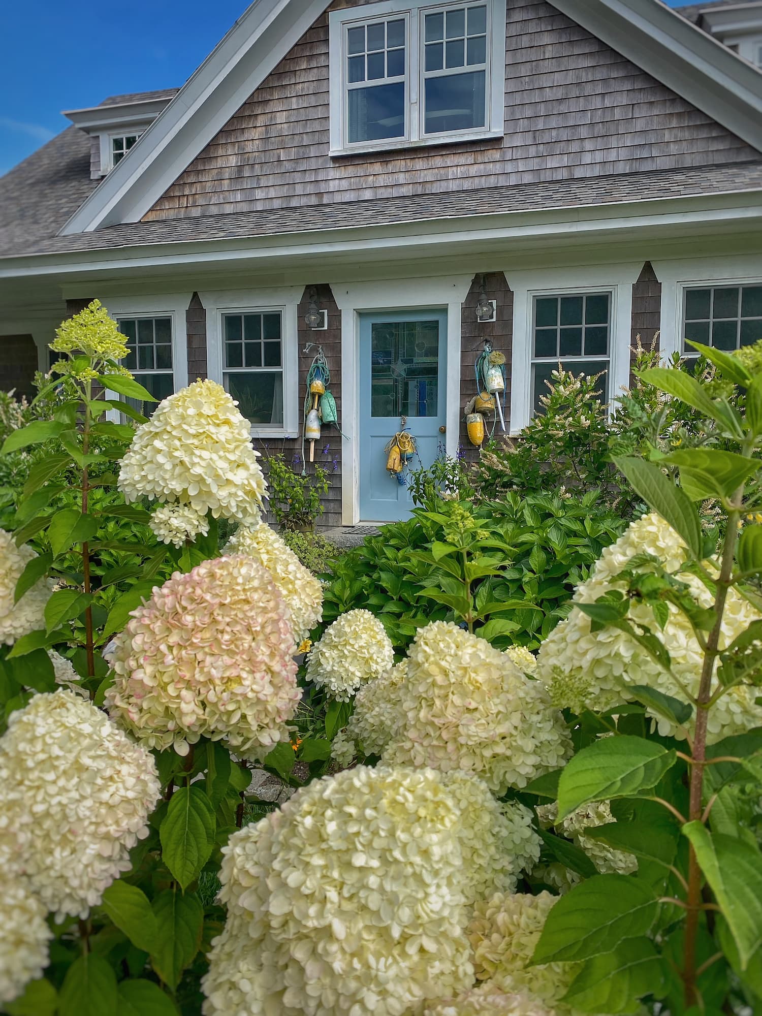 Limelight hydrangeas in full bloom in front of a shingle-style coastal Maine home with a blue front door.